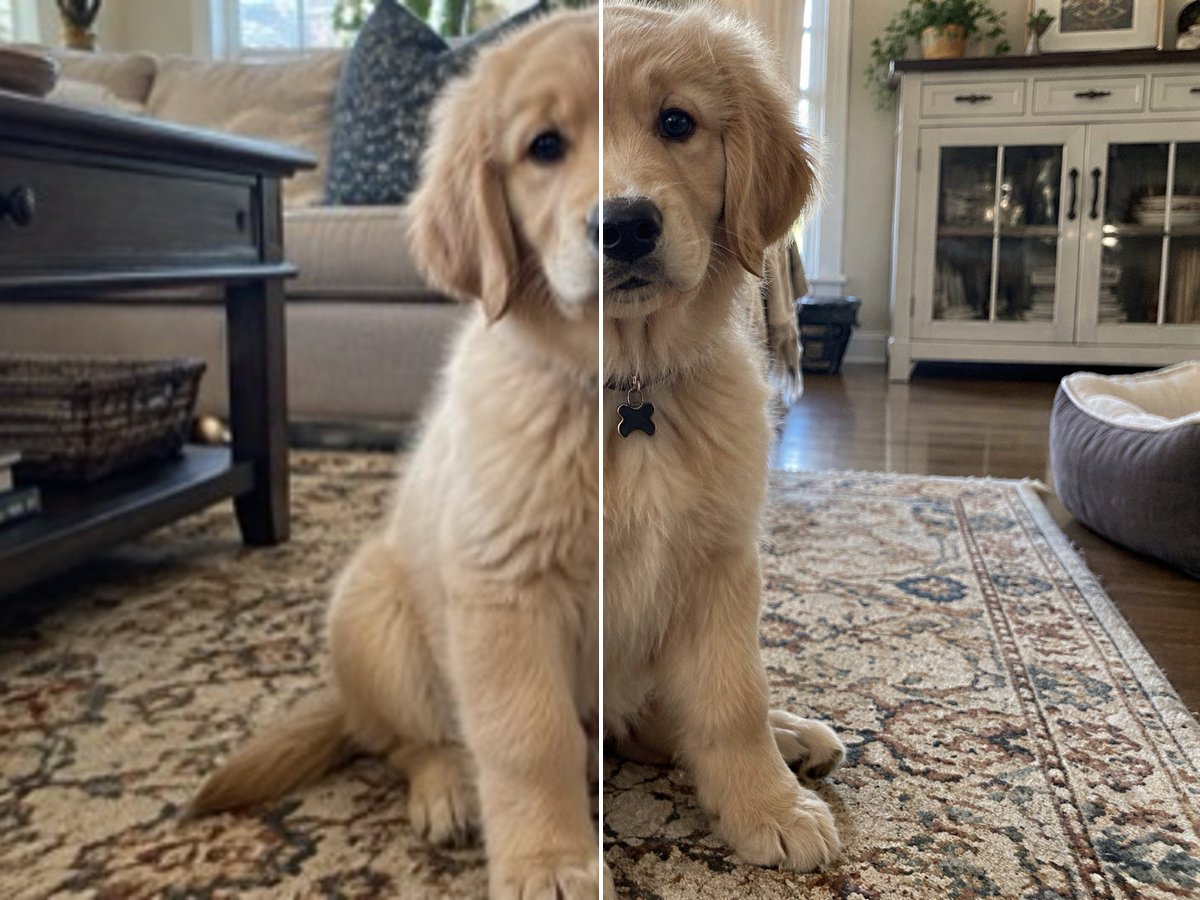 a small puppy photo upscaled to 2K with fur detail restored